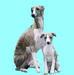 whippet and puppy
